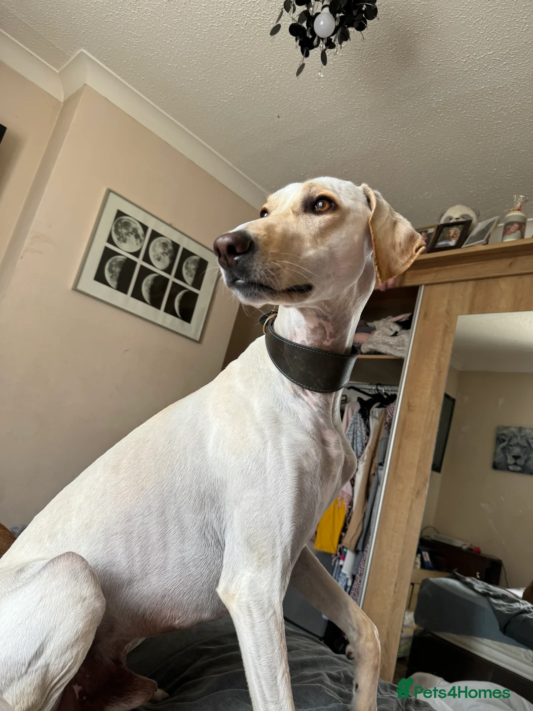 Mixed Breed dogs for sale: Beautiful pup  - Advert 4