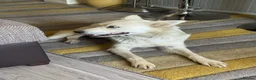 Mixed Breed dogs for adoption: Sweet Rita Needs Love  - Advert 19