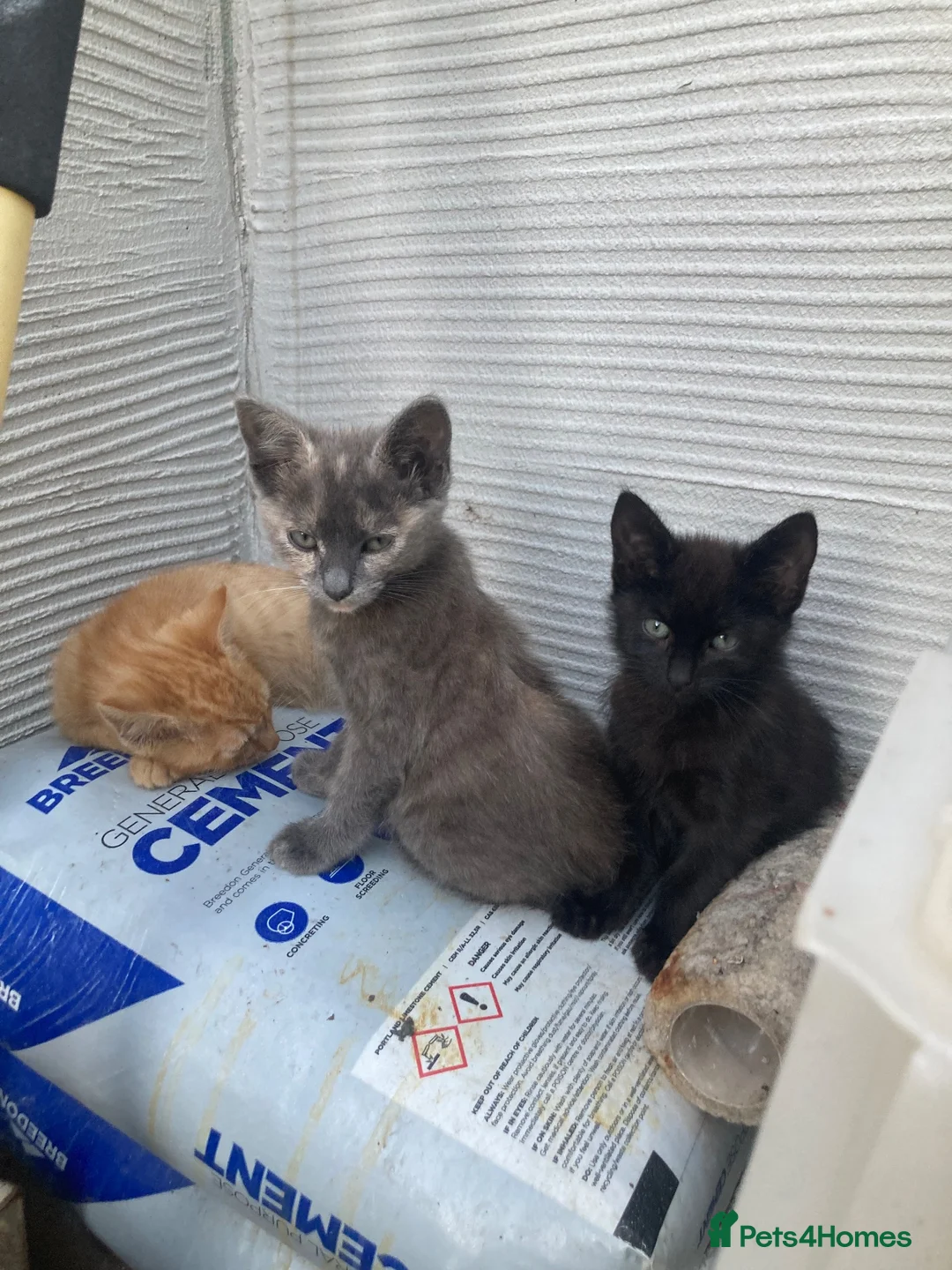 Domestic Shorthair cats for sale: 4 beautiful kittens is ready to go  - Advert 16
