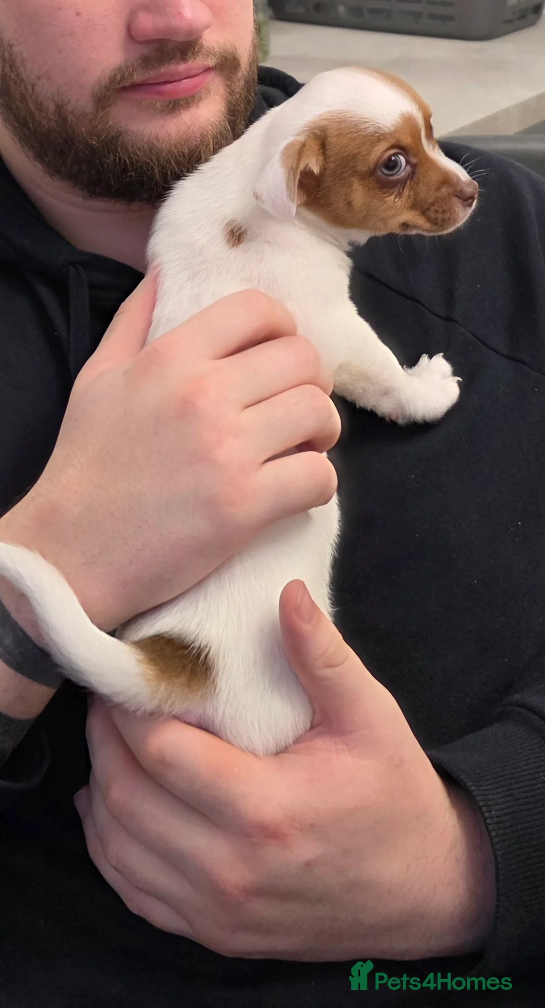 Jack Chi dogs for sale: Sweet Jackchi Puppy Needs New Loving Home - Advert 4