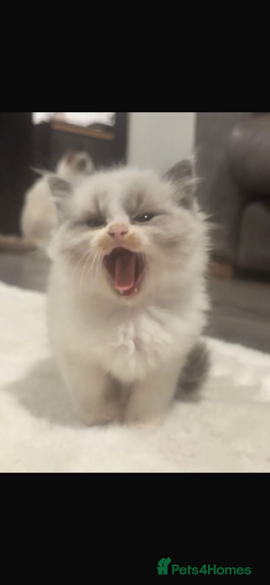 Ragdoll cats for sale: Rag doll kitten  - Advert 6