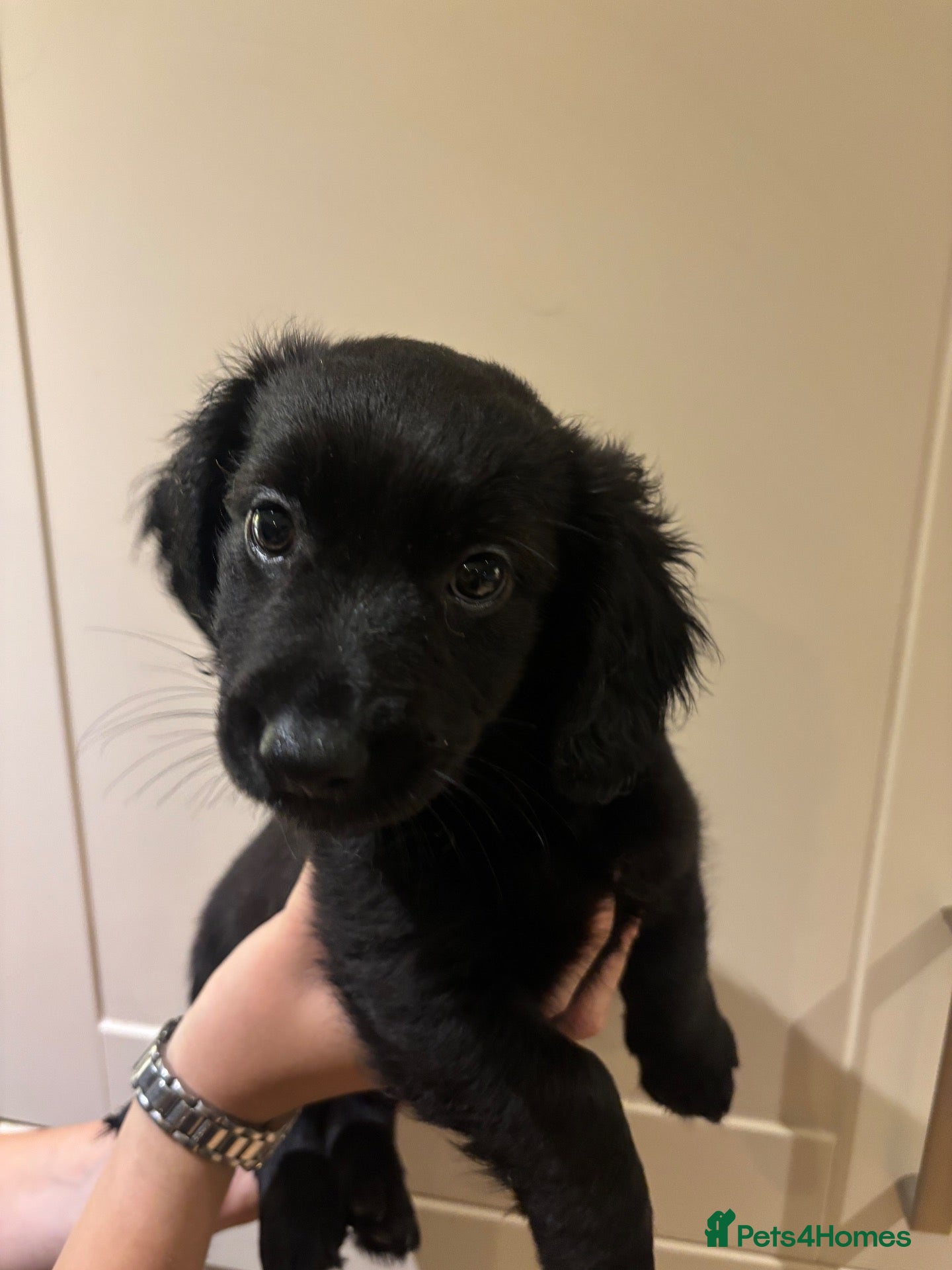 Mixed Breed dogs Dachshund X Terrier - Advert 2