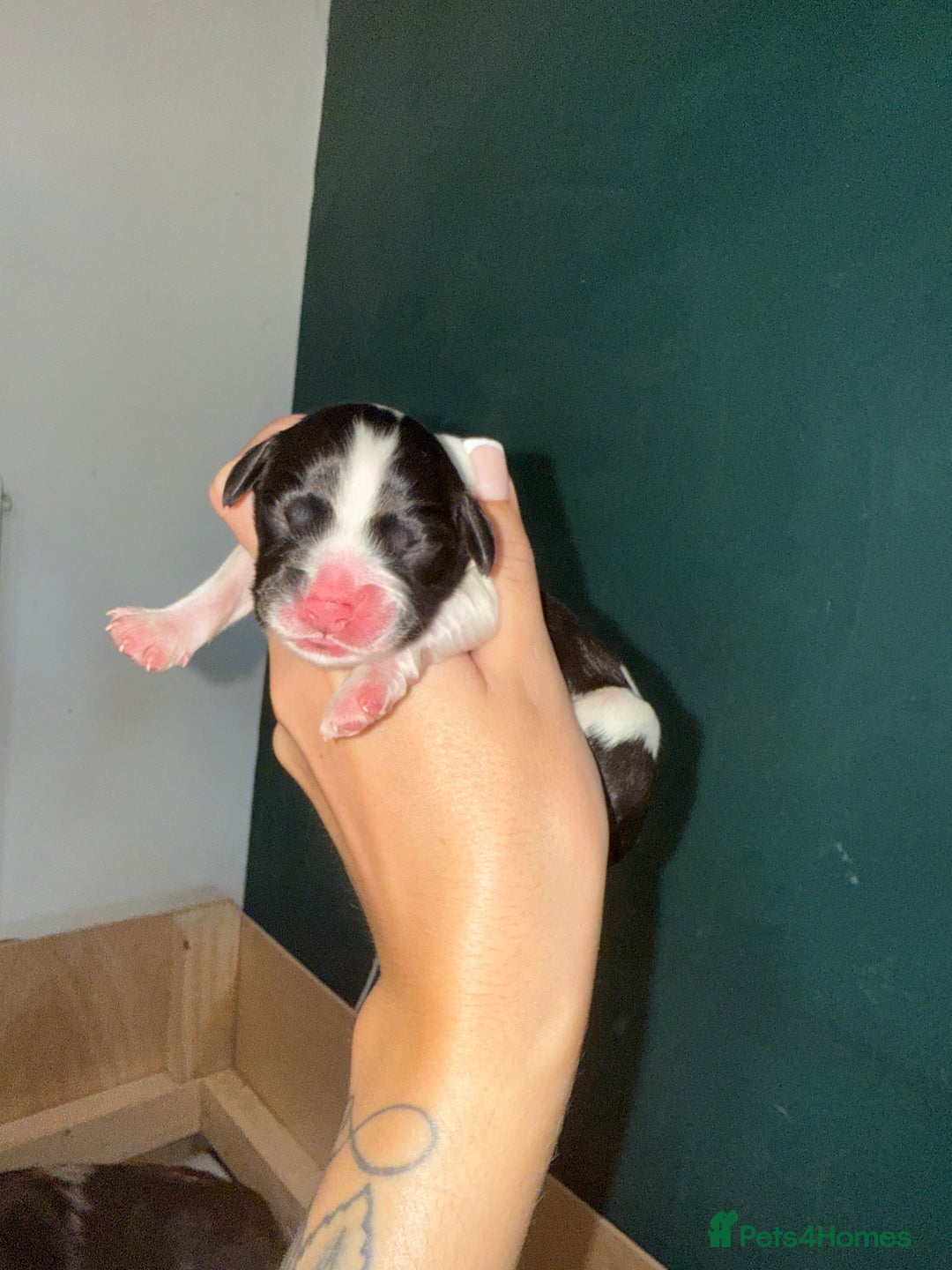 Cocker Spaniel dogs for sale: Working cocker spaniel LAST 2 REMAINING  - Image 13
