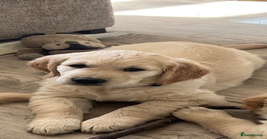 Golden Retriever dogs - Advert 9