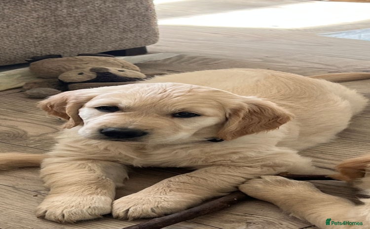 Golden Retriever dogs - Advert 3