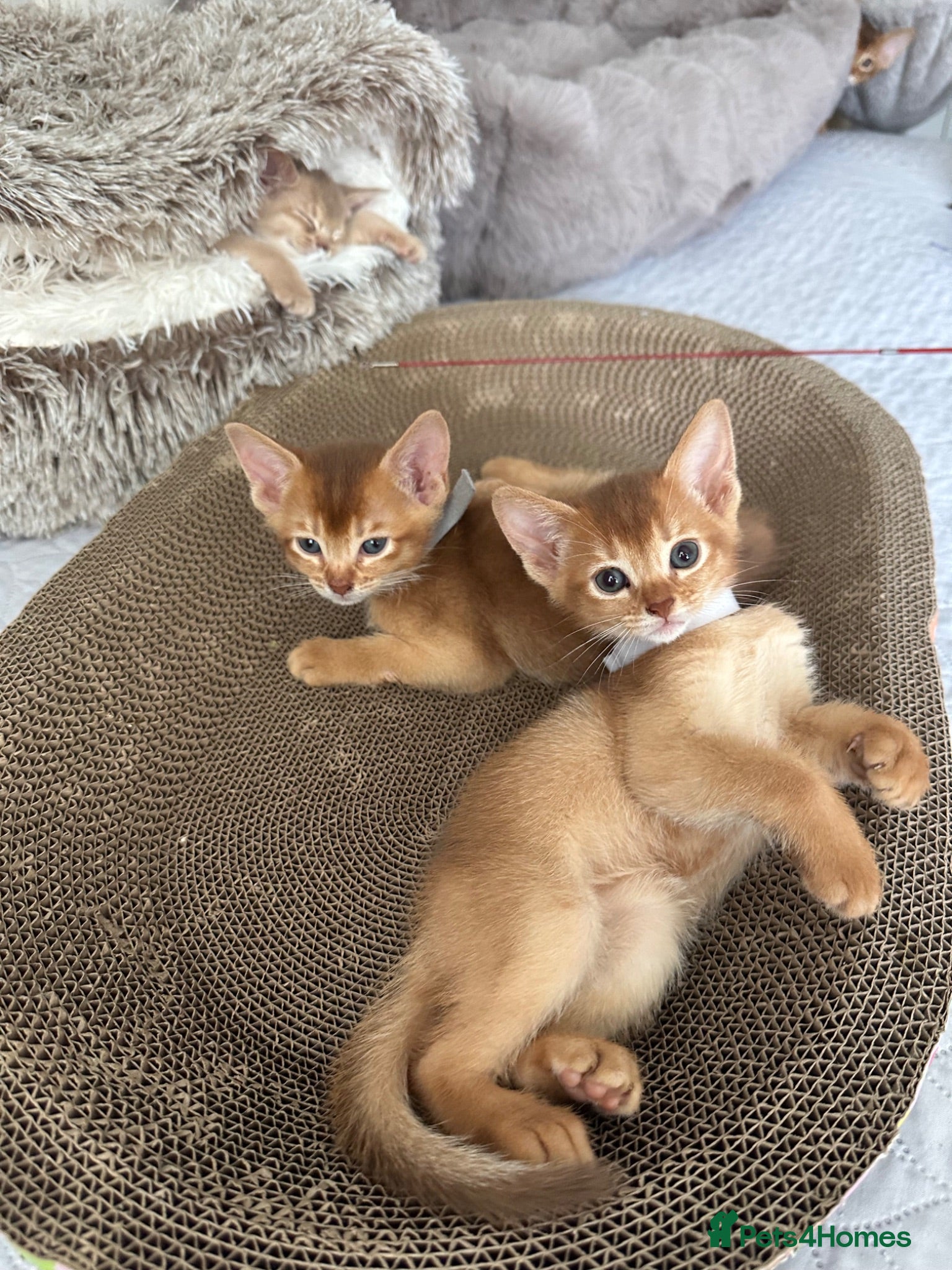 Abyssinian cats Abyssinian kittens  - Advert 2