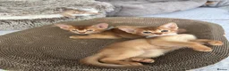 Abyssinian cats for sale: Abyssinian kittens  - Advert 3