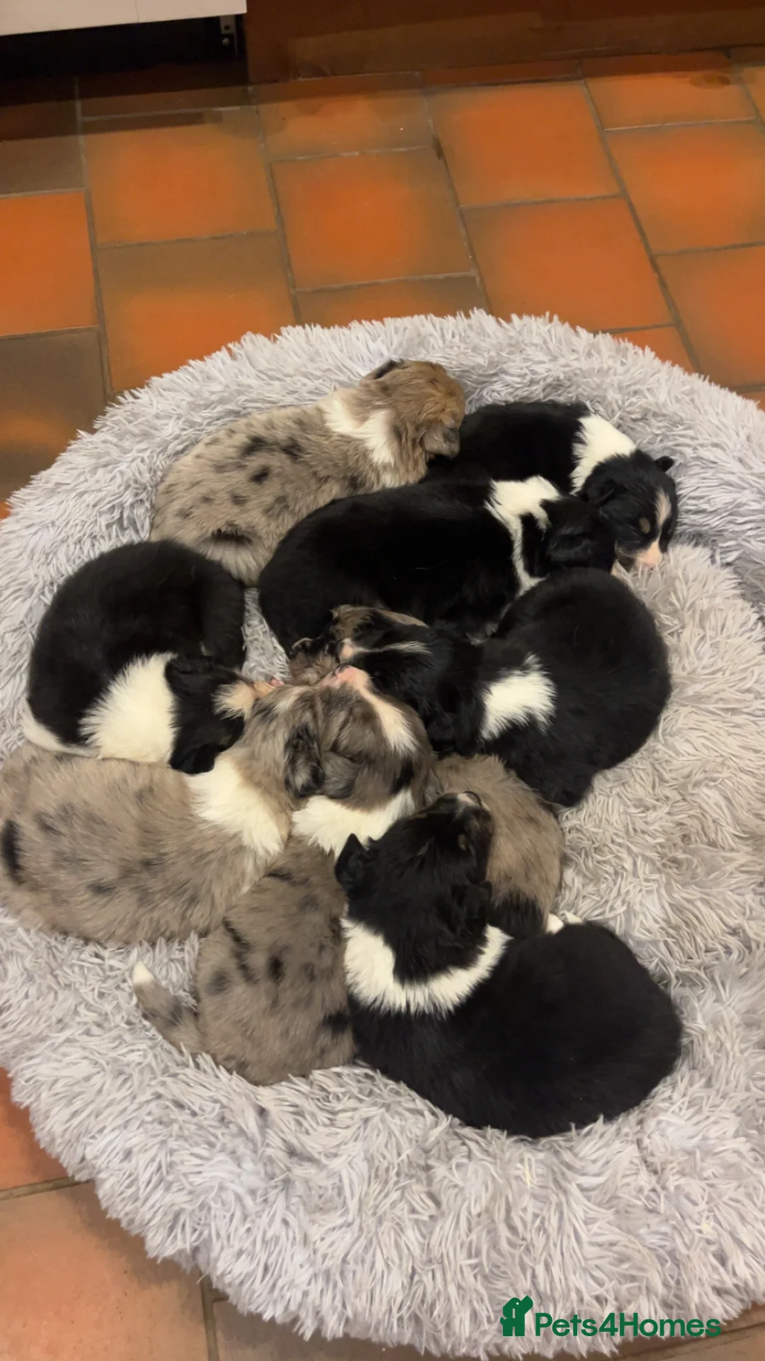 Border Collie dogs for sale: Blue Merle and Tri border collie pups - Advert 4