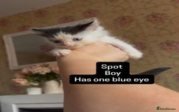 Mixed Breed cats for sale: Fluffy beautiful kittens  - Image 7