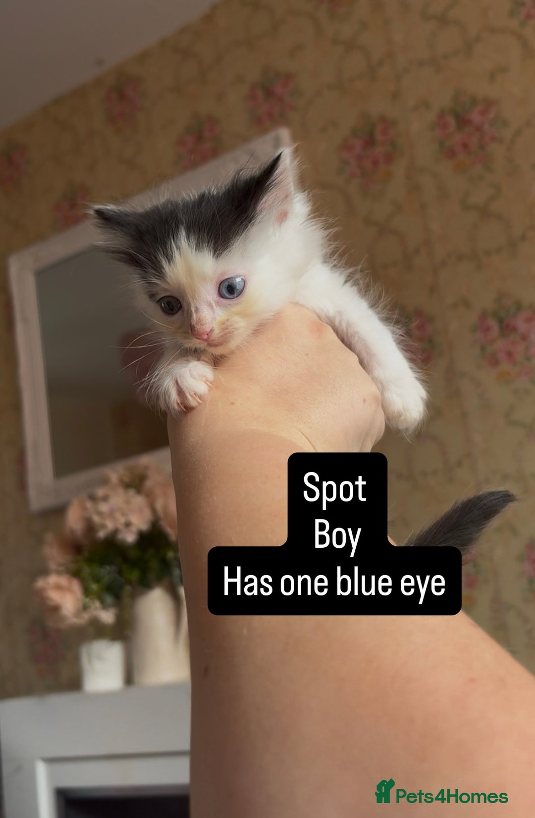 Mixed Breed cats for sale: Fluffy beautiful kittens  - Image 7