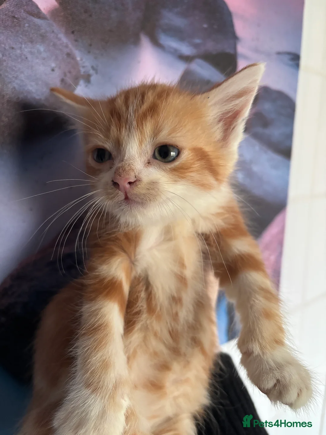Mixed Breed cats for sale: Beautiful ginger boys  - Advert 2