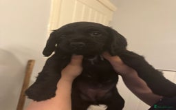 Cocker Spaniel dogs for sale: Working cocker spaniel 1 girls left  - Image 16