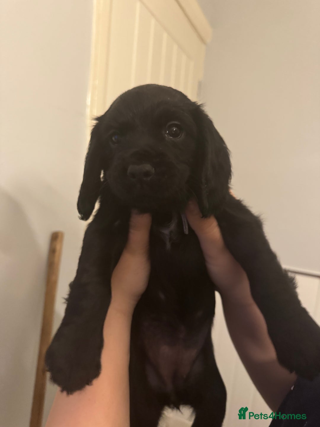Cocker Spaniel dogs for sale: Working cocker spaniel 1 girls left  - Image 16