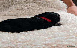 Cocker Spaniel dogs for sale: Kc show cocker spaniel puppies  - Image 9