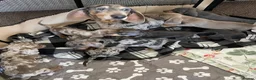 Dachshund dogs for sale: Gorgeous dachshund puppies deposit secure  - Advert 1