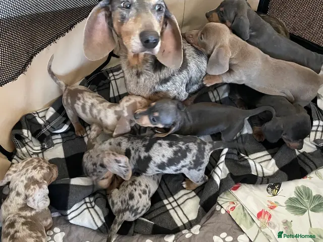 Dachshund dogs dachshund pups only one boy left reduce £750 - Advert 1