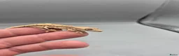 Gecko reptiles for sale: Partial pin/tri colour/lilly white Crested gecko  - Advert 1