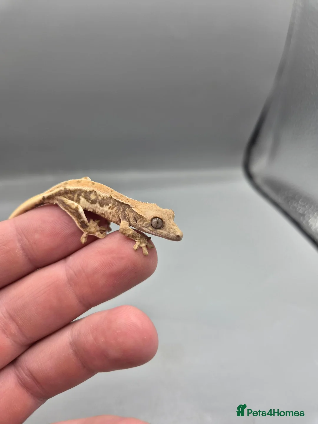 Gecko reptiles for sale: Partial pin/tri colour/lilly white Crested gecko  - Advert 1