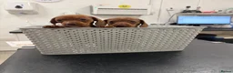 Dachshund dogs for sale: 🐾 Gorgeous Mini Dachshund Puppies 1 Boy & 1 Girl  - Advert 3