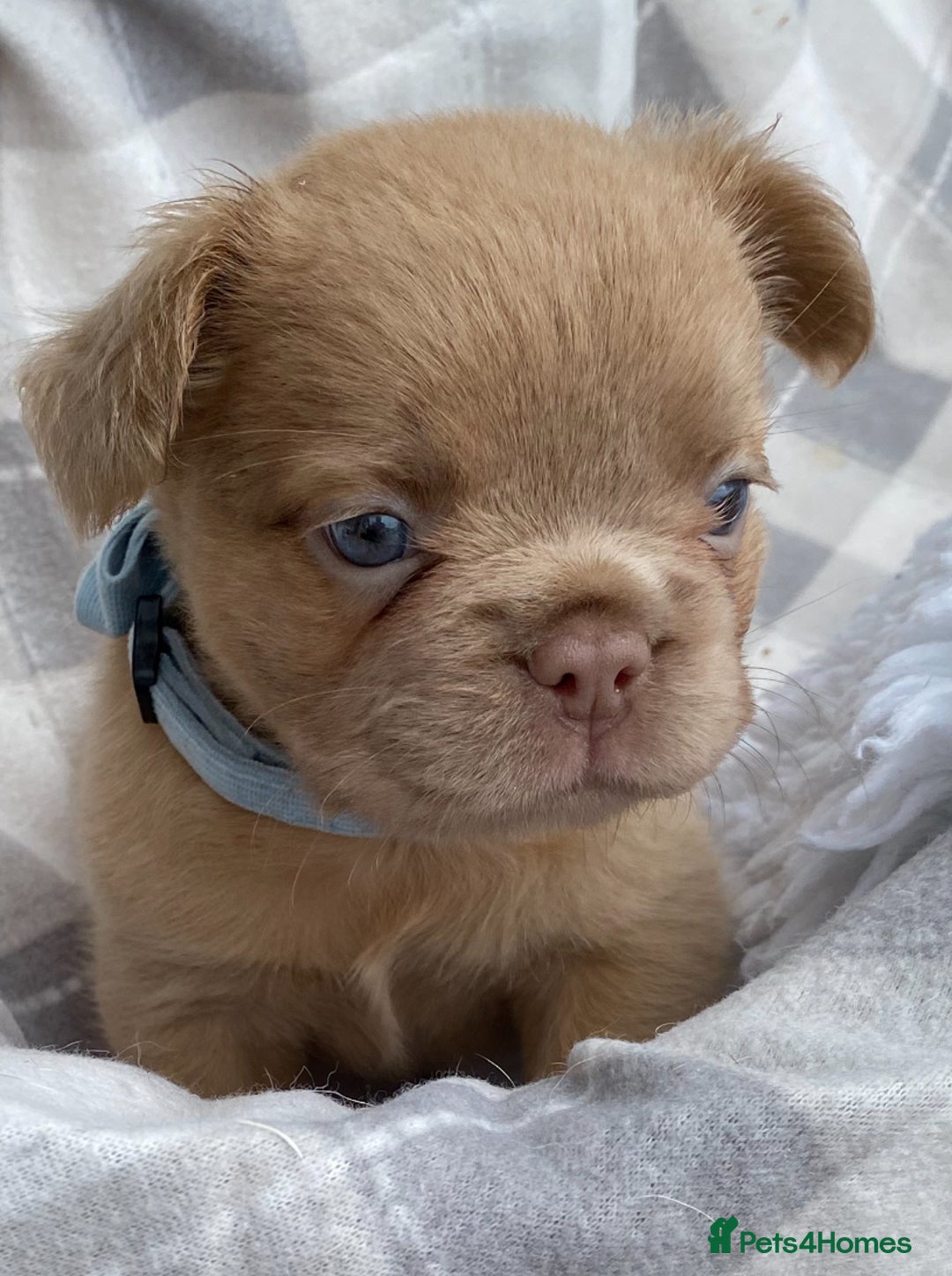 French Bulldog dogs for sale: Quality health tested/KC fluffy French bulldogs - Image 2
