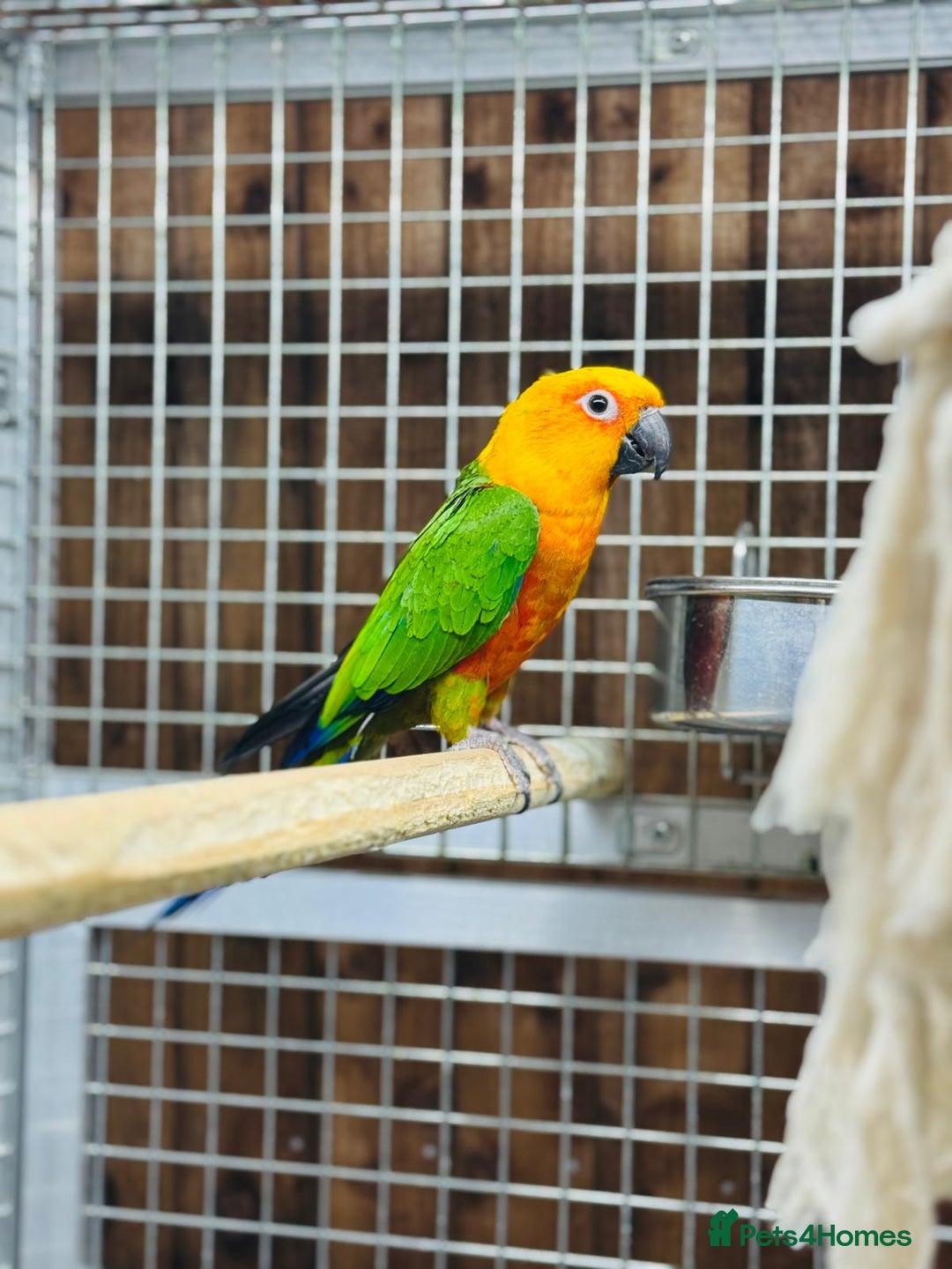 Conures birds for sale: Jandaya conure  - Advert 4