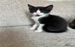 Mixed Breed cats for sale: 6 beautiful kittens ready now (4 left) - Image 16