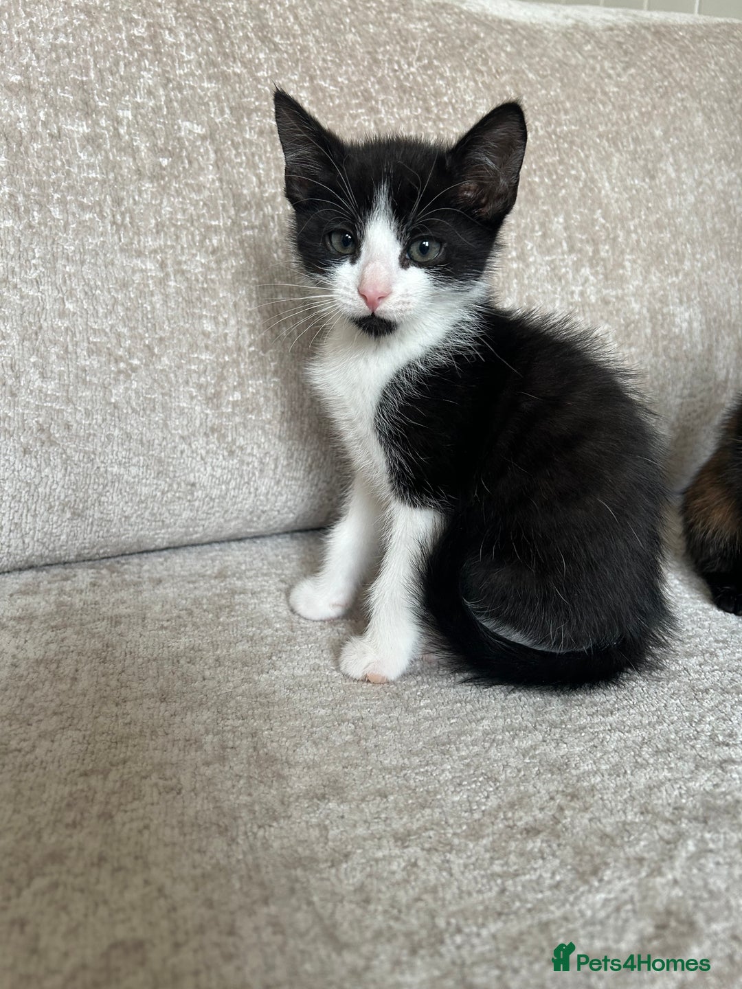 Mixed Breed cats for sale: 6 beautiful kittens ready now (4 left) - Image 16