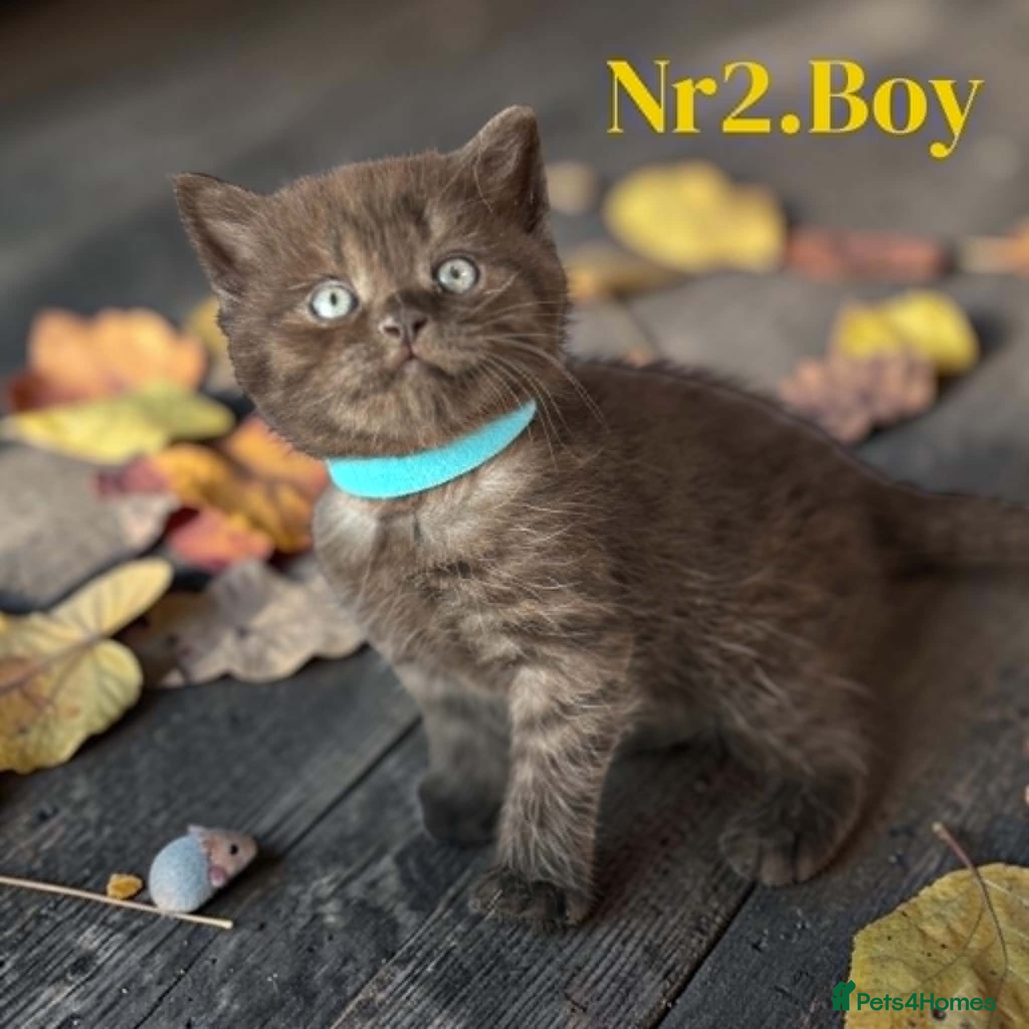 Scottish Fold cats for sale: 6 Pedigree Scottish Fold and Straight Kittens - Advert 5