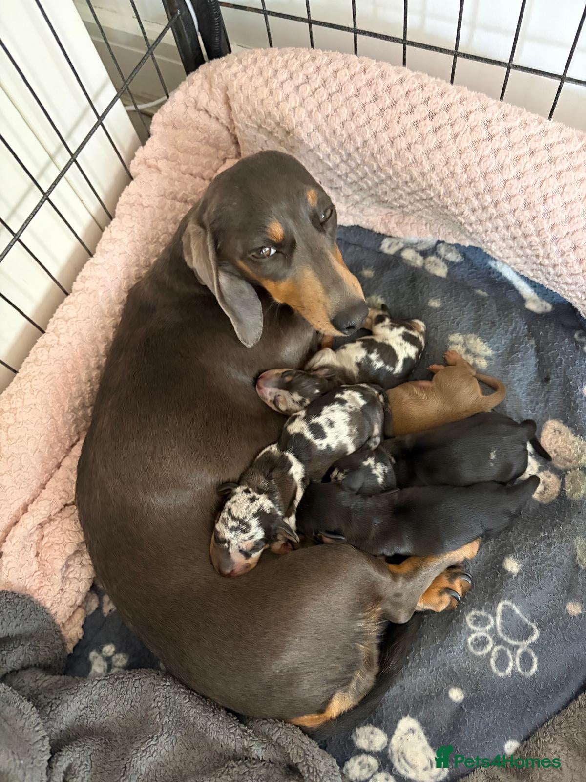 Miniature Dachshund dogs Miniature KC reg dachshunds - Advert 4
