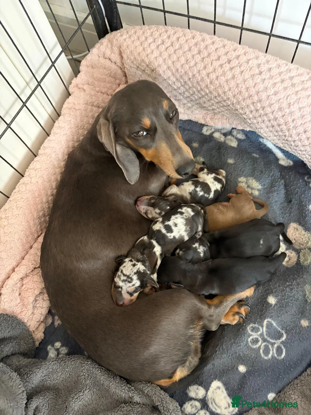 Miniature Dachshund dogs for sale: Miniature KC reg dachshunds - Advert 1