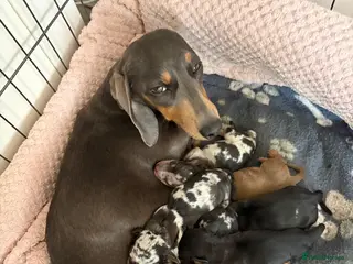 Miniature Dachshund dogs Miniature KC reg dachshunds - Advert 4