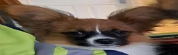 Papillon dogs for sale: Handsome papillon boy - Advert 1