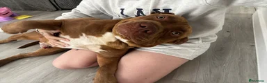 Mixed Breed Puppy 1