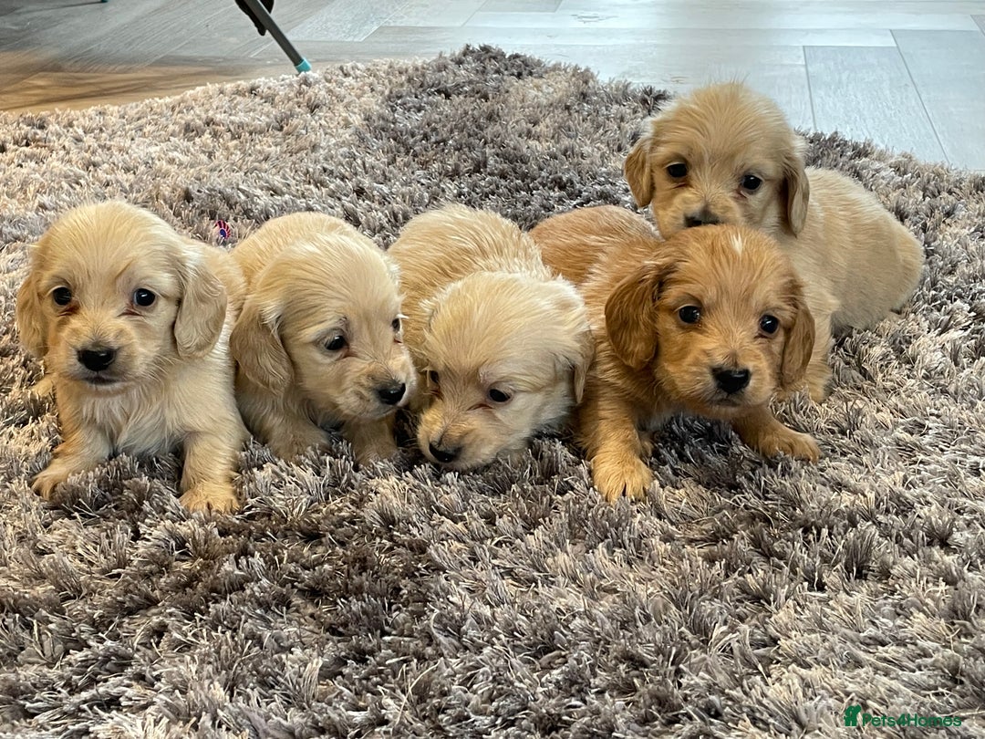 Miniature Dachshund dogs for sale: Miniature Dash hound long haired English  cream - Advert 10