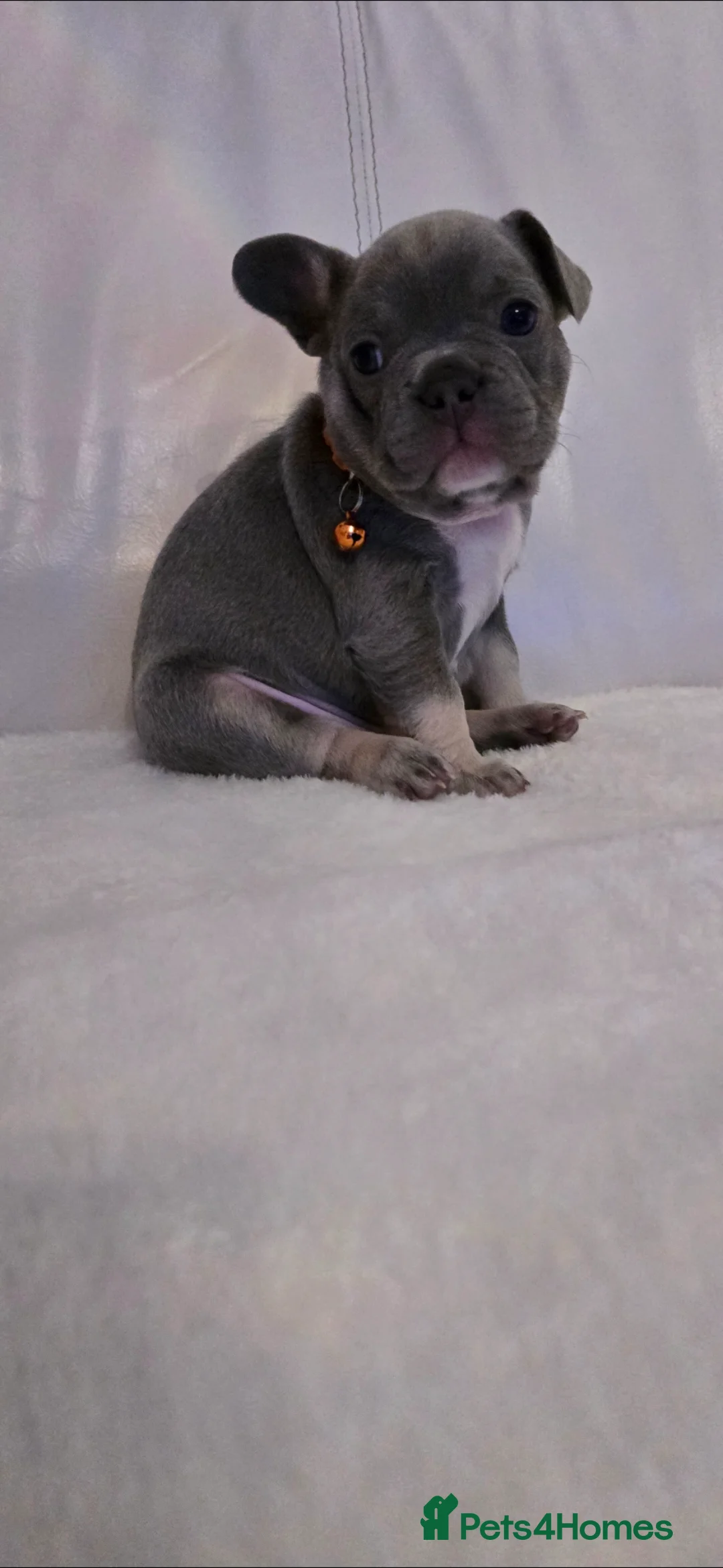 French Bulldog dogs for sale: French Bulldog puppies x 5 available  - Advert 10