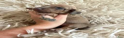 Miniature Dachshund dogs for sale: Beautiful KC Registered Miniature Dachshund Pups  - Advert 5