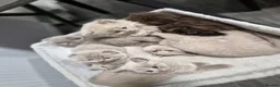 Scottish Fold cats for sale: Scottish fold and stright kittens  - Advert 7