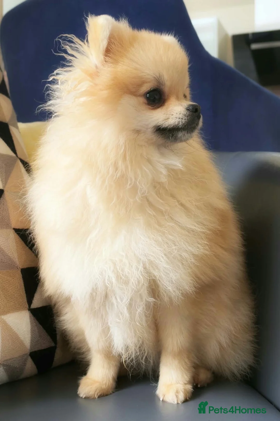 Pomeranian dogs for sale: Cream Puppy Dog  - Advert 2