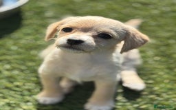 Mixed Breed dogs for sale: Shichon cross dachshund - Image 6