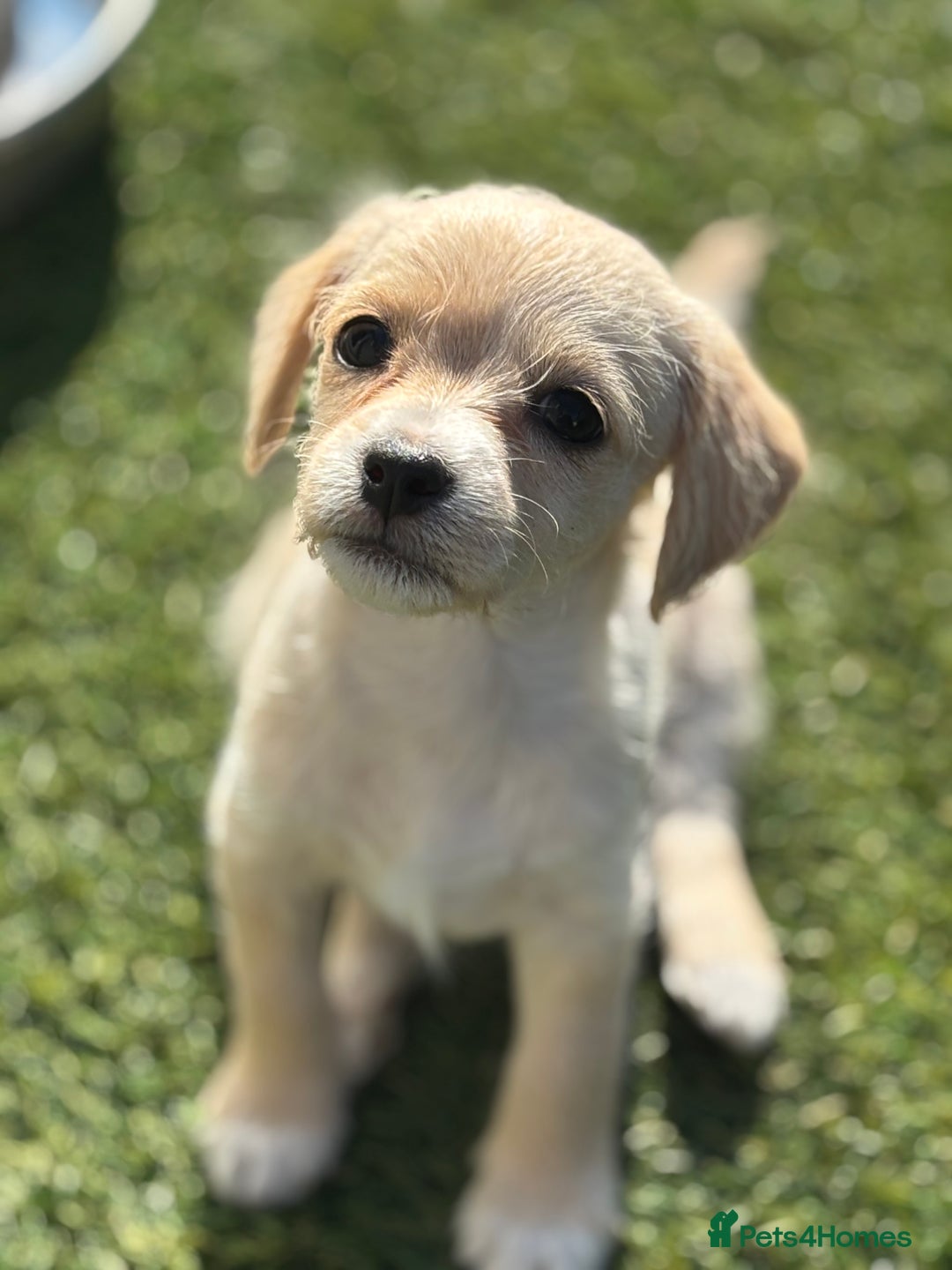 Mixed Breed dogs for sale: Shichon cross dachshund - Image 6