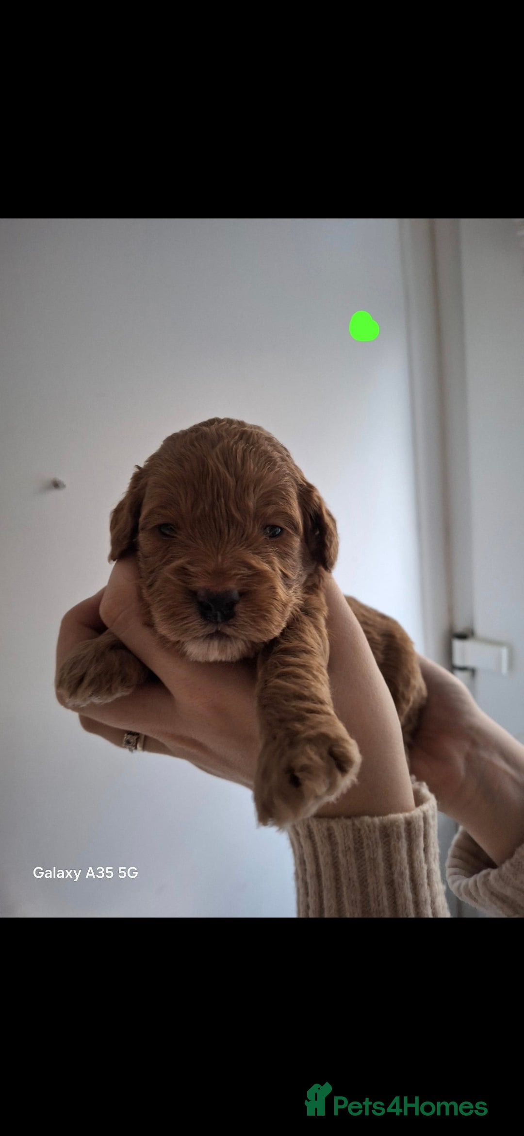 Cockapoo dogs F1B red and apricot cockapoo puppies  - Advert 1