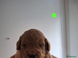 Cockapoo dogs F1B red and apricot cockapoo puppies - Advert 1