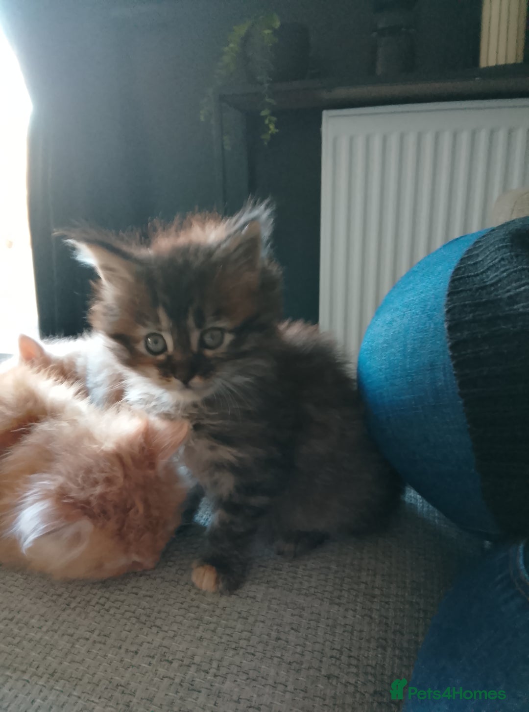 Maine Coon cats for sale: Full Maine coon kittens - Advert 10