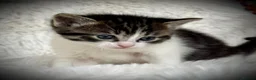 Mixed Breed cats for sale: 🐾 Beautiful Baby Kittens - Ragdoll x Bengal 🐾 - Advert 32