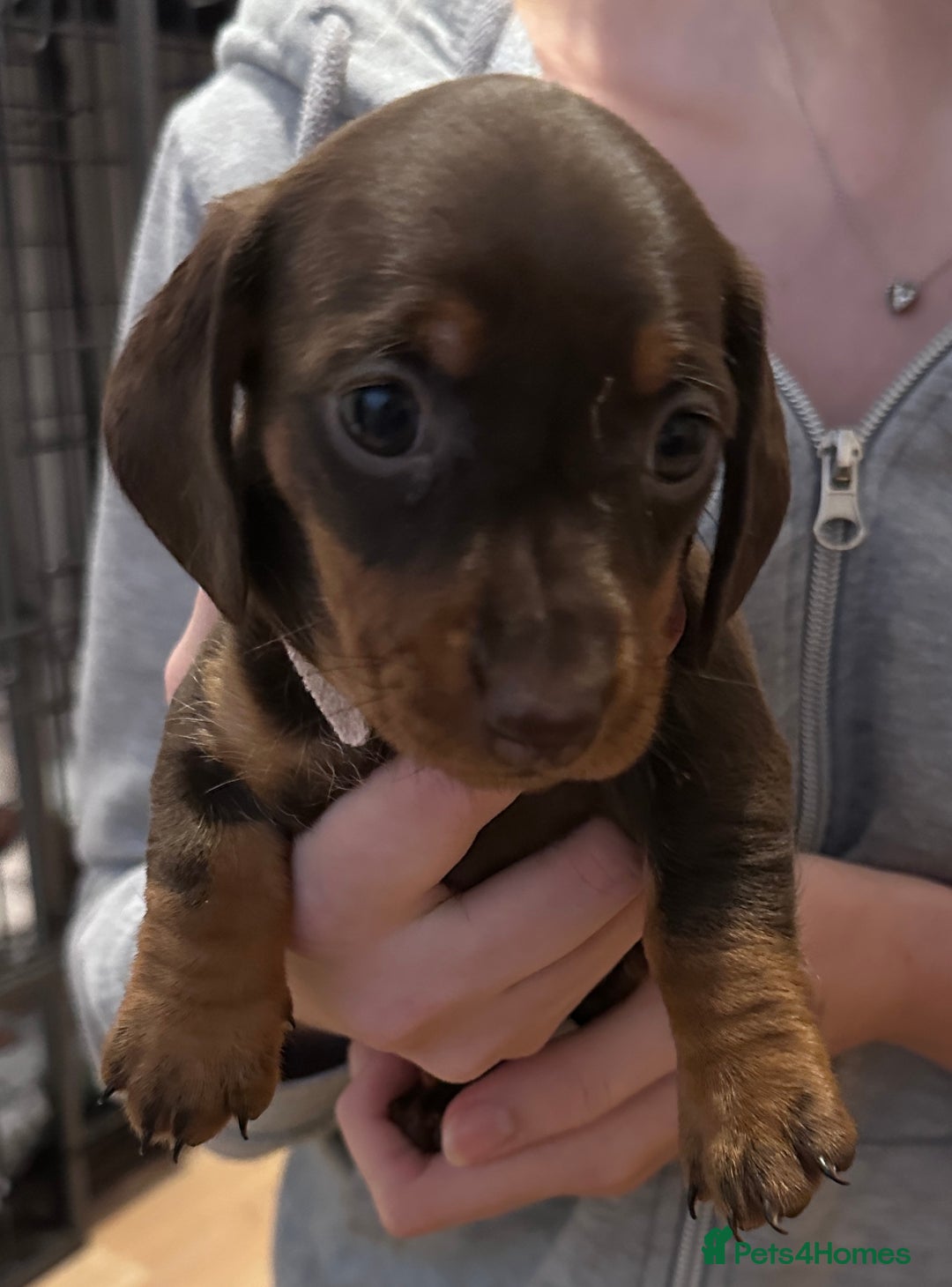 Miniature Dachshund dogs for sale: Gorgeous Miniature Dachshund Puppies!! - Image 4