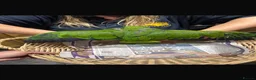 Parrots birds for sale: Baby hand reared Amazon parrot  - Advert 2