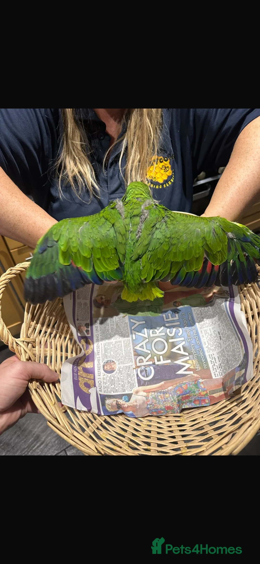Parrots birds for sale: Baby hand reared Amazon parrot  - Advert 2