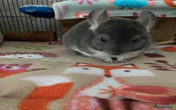 Chinchilla rodents for sale: Male and female chinchillas (Kiki&Gizmo) for sale - Image 3