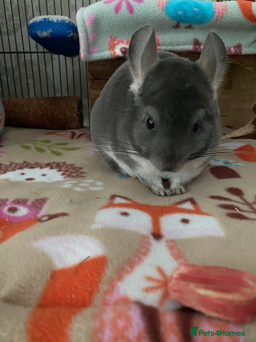 Chinchilla rodents for sale: Male and female chinchillas (Kiki&Gizmo) for sale - Image 3