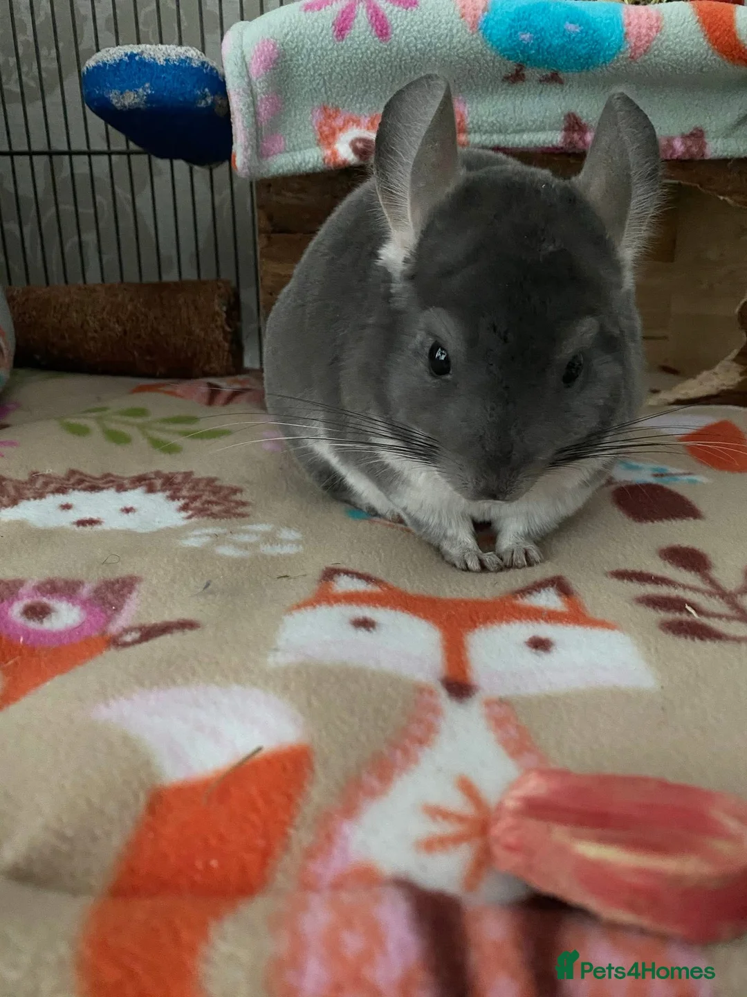 Chinchilla rodents for sale: Male and female chinchillas (Kiki&Gizmo) for sale - Advert 3